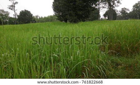 Fresh green rice background