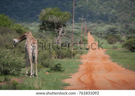 Giraffe Walking Alongside African Road Running Off Into The Distance