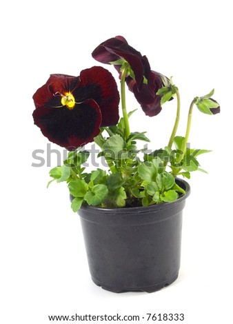 close-up pf beautiful maroon pansies isolated on a white background