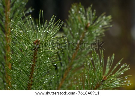 Pine branch. Shiny drops of water.