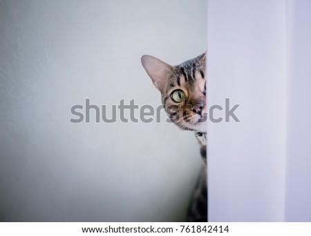 The cat sits at the window and looks out from behind the curtains. Breed Bengal