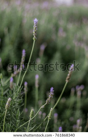 Lavender flowers in the garden in the morning, Cameron Highlands