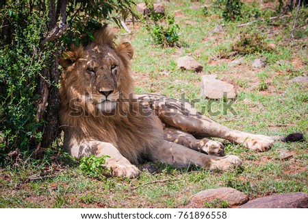 Portrait of a Majestic male lion in Maasai Mara reserve in Kenya relaxing under a tree