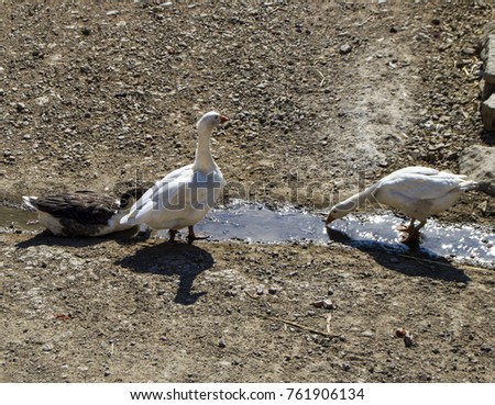 pictures of domestic goose in the village, pictures of goose fed in the natural environment
