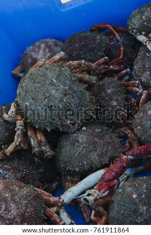 Atlantic ocean freshly caught crabs at the fish market. Fresh seafood market in Dieppe, France. Regional cuisine, natural healthy food and abundance concept
