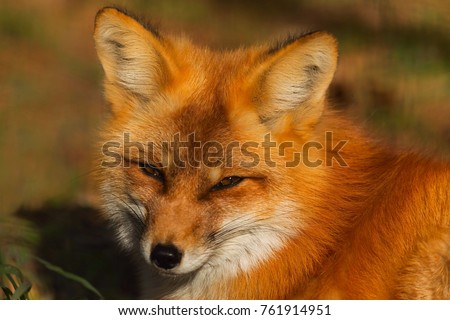 Red fox on the sun