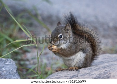 Red squirrel in closeup eating nut on rock in Canada British Columbia 