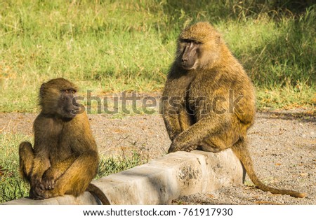 Image of monkey baboons near Lake Nakuru in Kenya