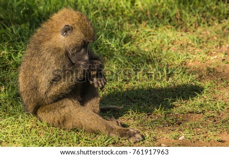 Image of monkey baboons near Lake Nakuru in Kenya