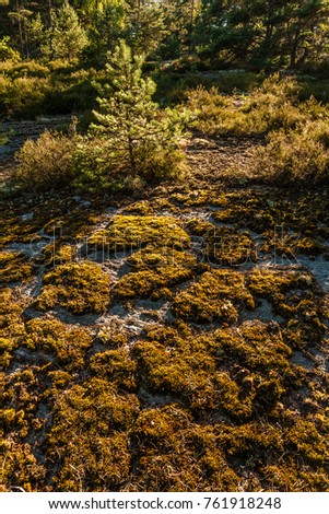 trees and vegetation at Rorback at Munkeby near Uddevalla, Sweden