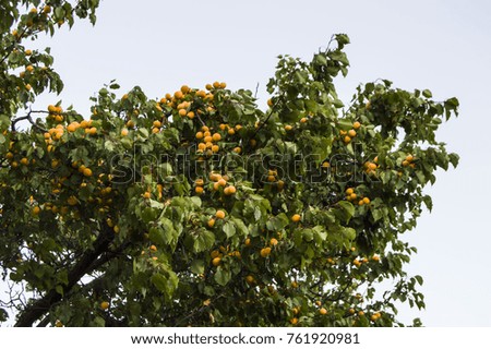 standing on branch picture apricot, fruit trees, apricot trees,