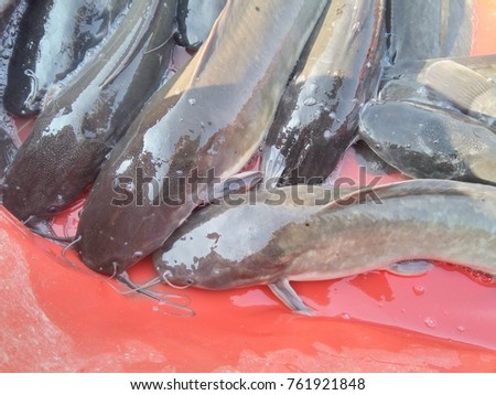 Fish stock pic