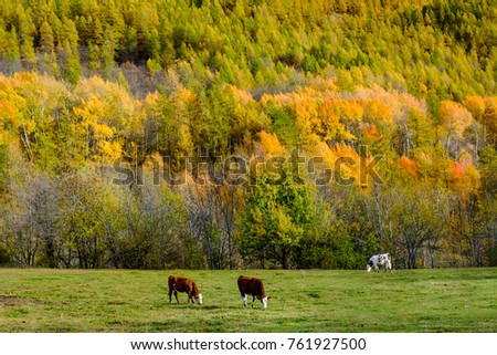 Alpine landscape in autumn. Mountains, forest and cows grazing.