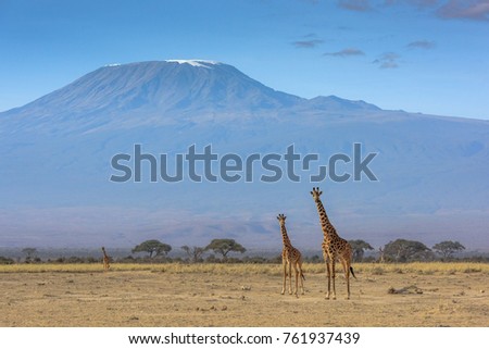 three giraffe and Mount Kilimanjaro