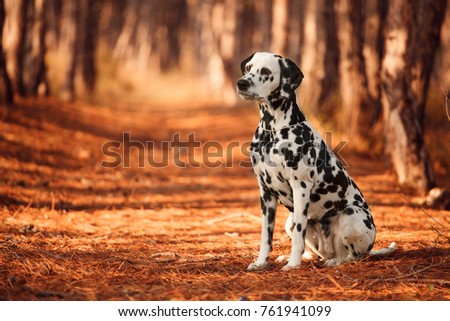 dog breed Dalmatian for a walk Royalty-Free Stock Photo #761941099