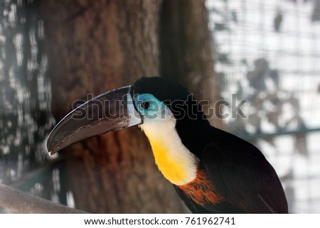 Toucan on the branch looks at the soul