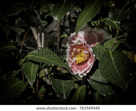 Pink and White Camellia