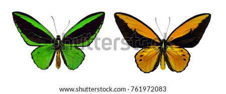 Beautiful colorful Ornithoptera Priamus Poseidon and Ornithoptera Croesus butterflies isolated on white background