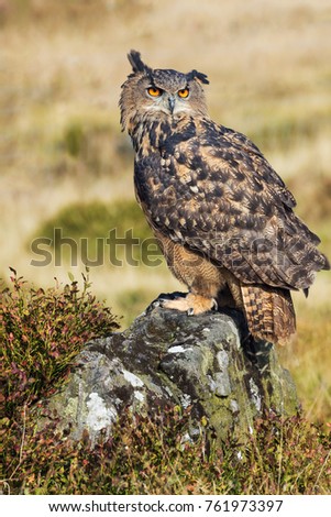 Eagle owl with one tuft down. A Eurasian eagle owl takes on a slightly comical look as one of its ear tufts droops.