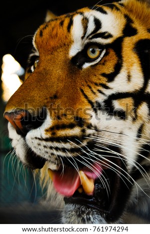 close up tiger face bold