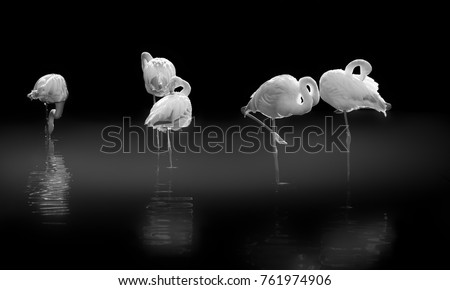 Five sleeping flamingos are isolated and standing in water, black and white photo, flamingos in white and water in black, the water reflect the animals, the flamingos are sharp and the water blur