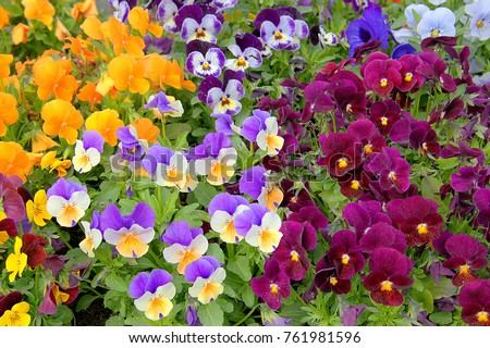 Mix difference colour of pansy flower, viola, spring flower