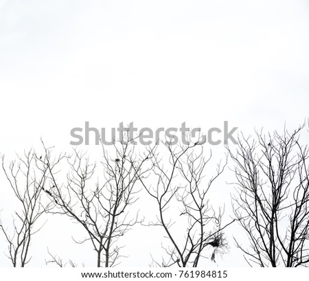 Dry trees and bird on cloudy background