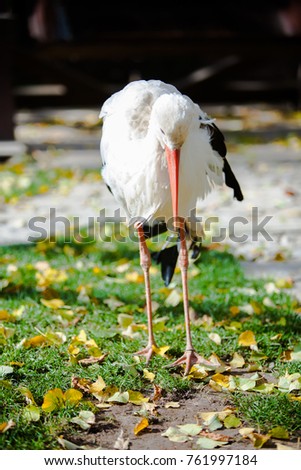 The magnificent heron freely walks through the territory. A beautiful bright bird. A bird walks in the zoo.