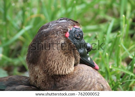 Brown Muscovy Duck Side Profile 