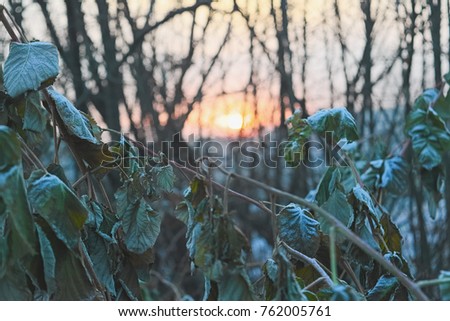 Autumn - beautiful leaves in autumn colors, bathed by the warm rays of the setting sun