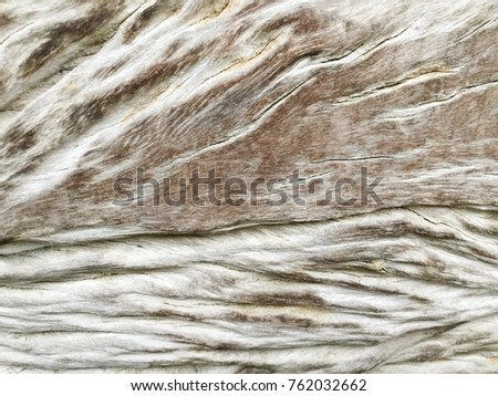 Old Wood texture,Bark texture for the background or text.
