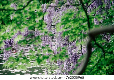japanese wisteria tree garden