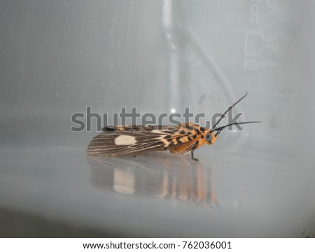 A close-up photograph of a Two-spots Tiger Moth (Asota plagiata) in Brisbane, Australia. 

