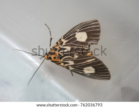 A close-up photograph of a Two-spots Tiger Moth (Asota plagiata) in Brisbane, Australia.  