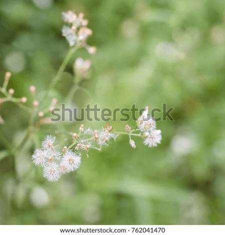 White flowering grass in the garden