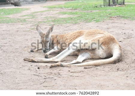 Old Brown Kangaroo lay on sand ground and close eyes