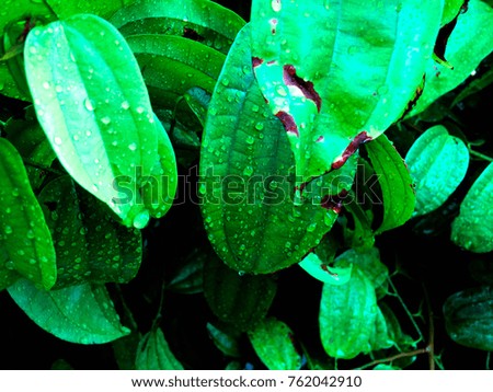 Green leaves with water drops 