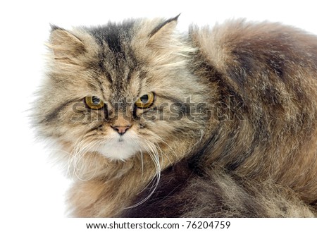 Female crossbreed of siberian and persian cat on a white background looking seriously.
