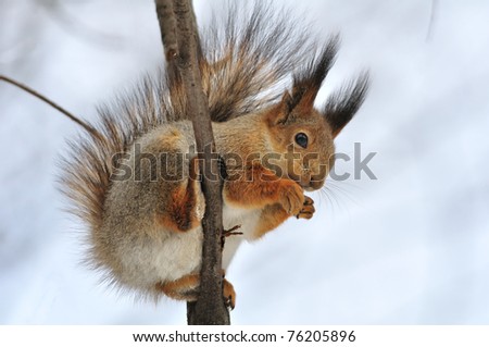 The squirrel sits on a tree.