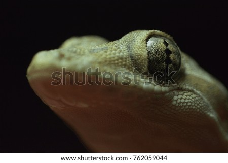 Eyes of small reptile