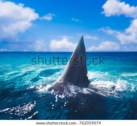 Great white shark fin above water  Royalty-Free Stock Photo #762059074