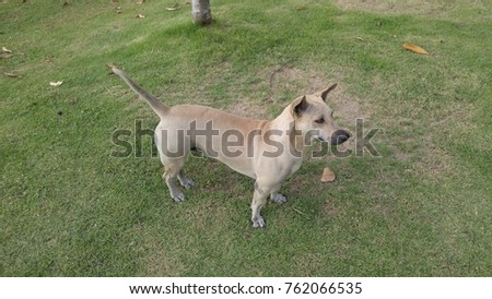 Thai brown dog on the grass.