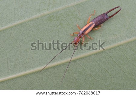 macro image of a beautiful earwig