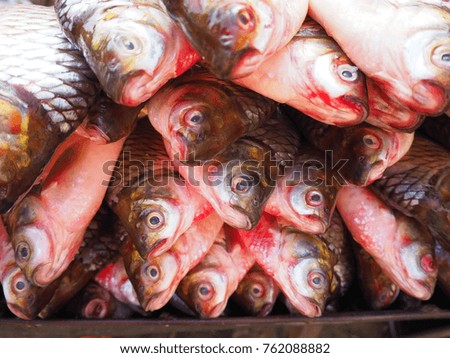 Many freshwater fish gather together.         