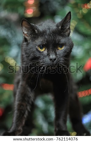 black cat and christmas background with christmas tree