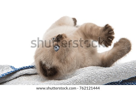 lop-eared scottish kitten isolated on white background