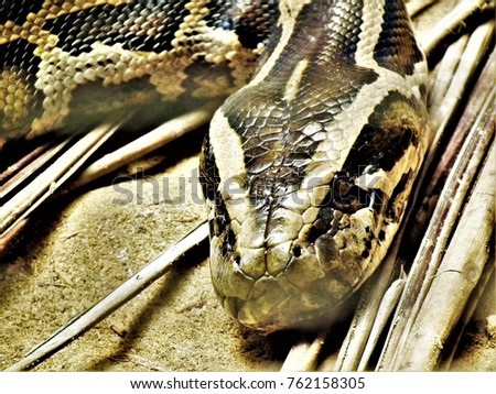 picture of burmese python