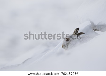 mountain hare, Lepus timidus, close up portrait during sat during a winter sunrise in the snow in the cairngorm national park, Scotland.