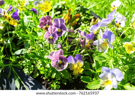 Beautiful Pansies or Violas growing on the flowerbed in summer garden