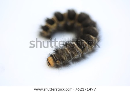 Gypsy moth caterpillar, crawling on young leaves